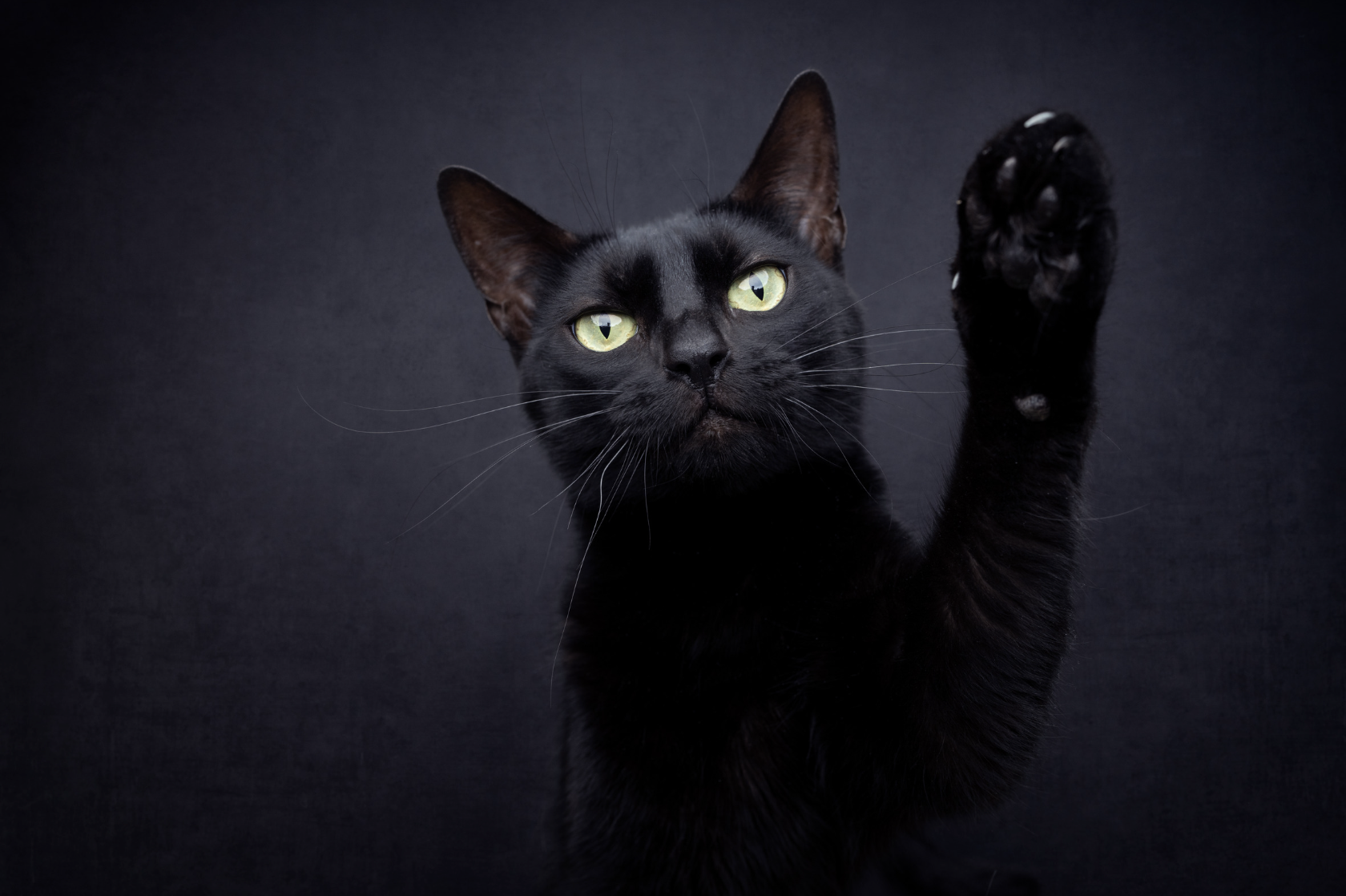 Uñas de Gato